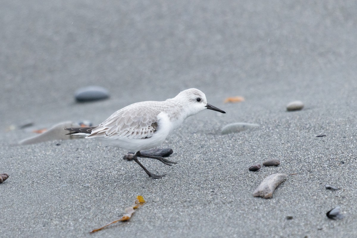 Sanderling - ML646376061