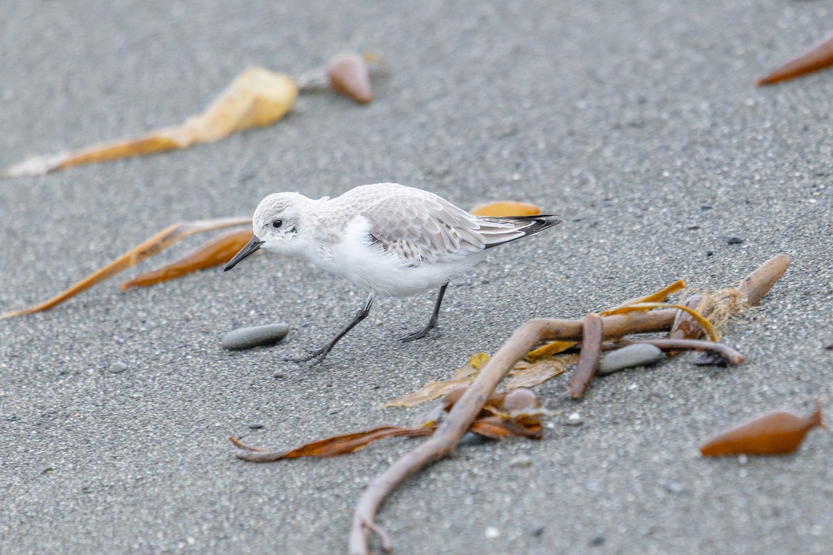 Sanderling - ML646376062