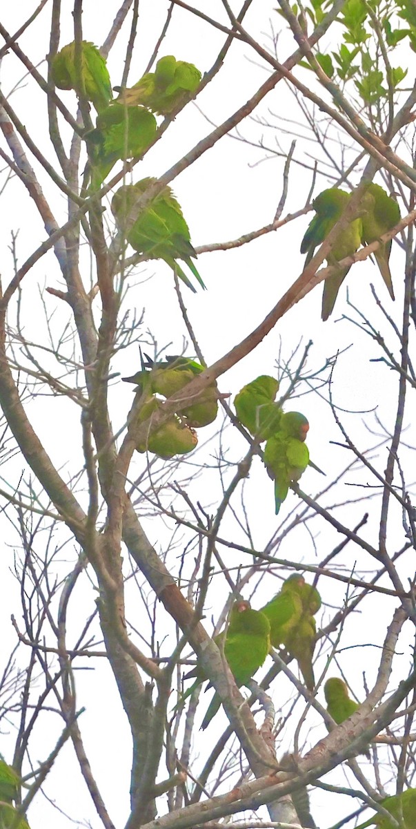 Orange-fronted Parakeet - ML646376063