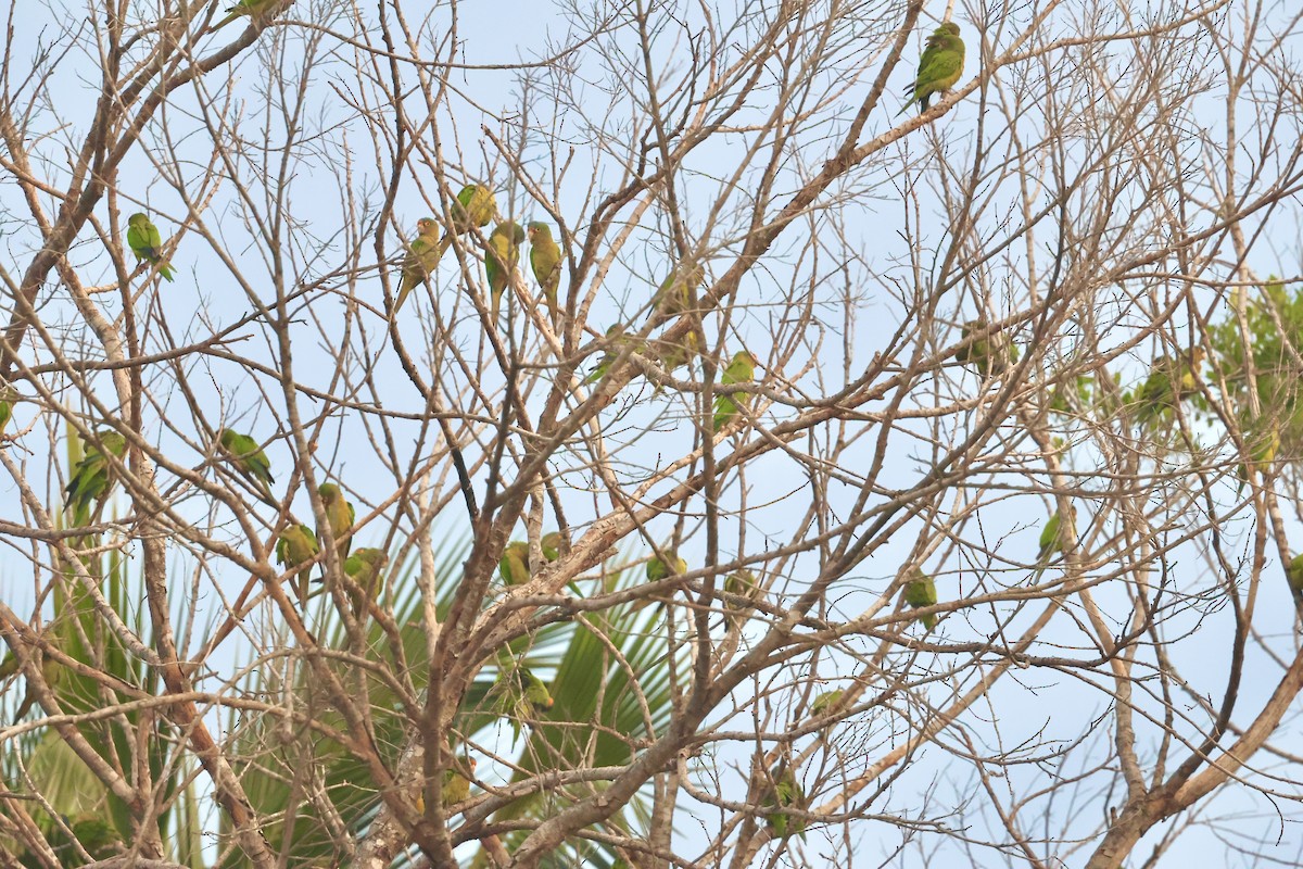 Orange-fronted Parakeet - ML646376064