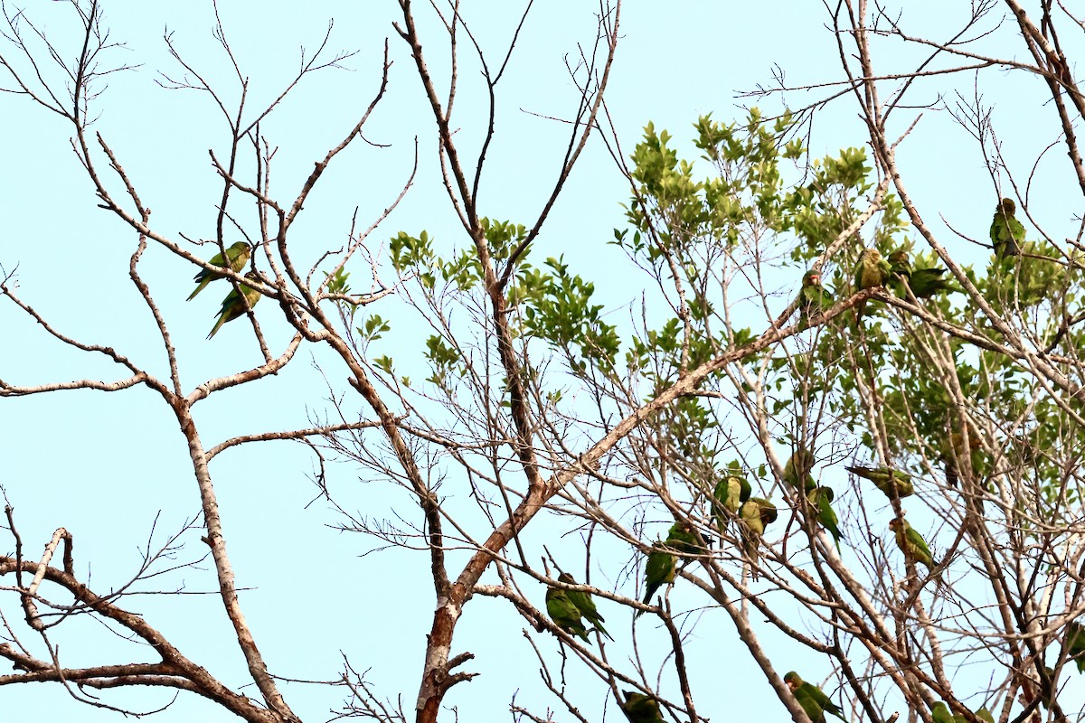 Orange-fronted Parakeet - ML646376065