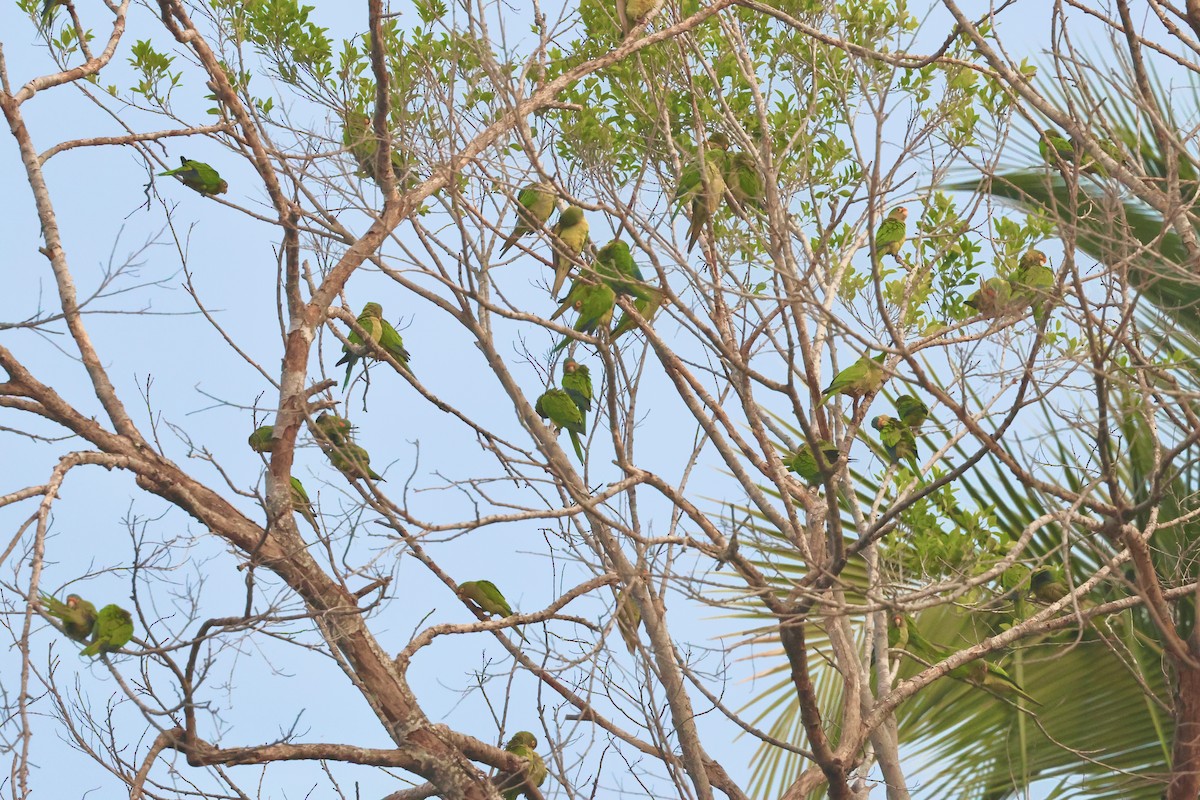 Orange-fronted Parakeet - ML646376066
