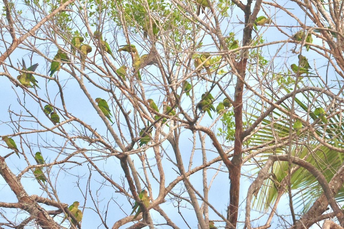 Orange-fronted Parakeet - ML646376067