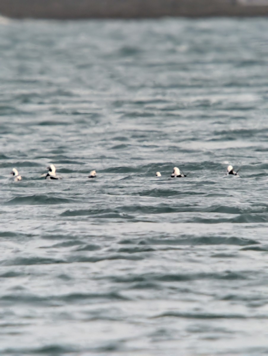 Long-tailed Duck - ML646376068