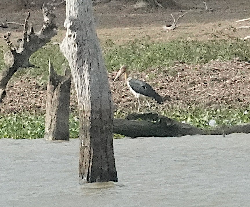Lesser Adjutant - ML646376070