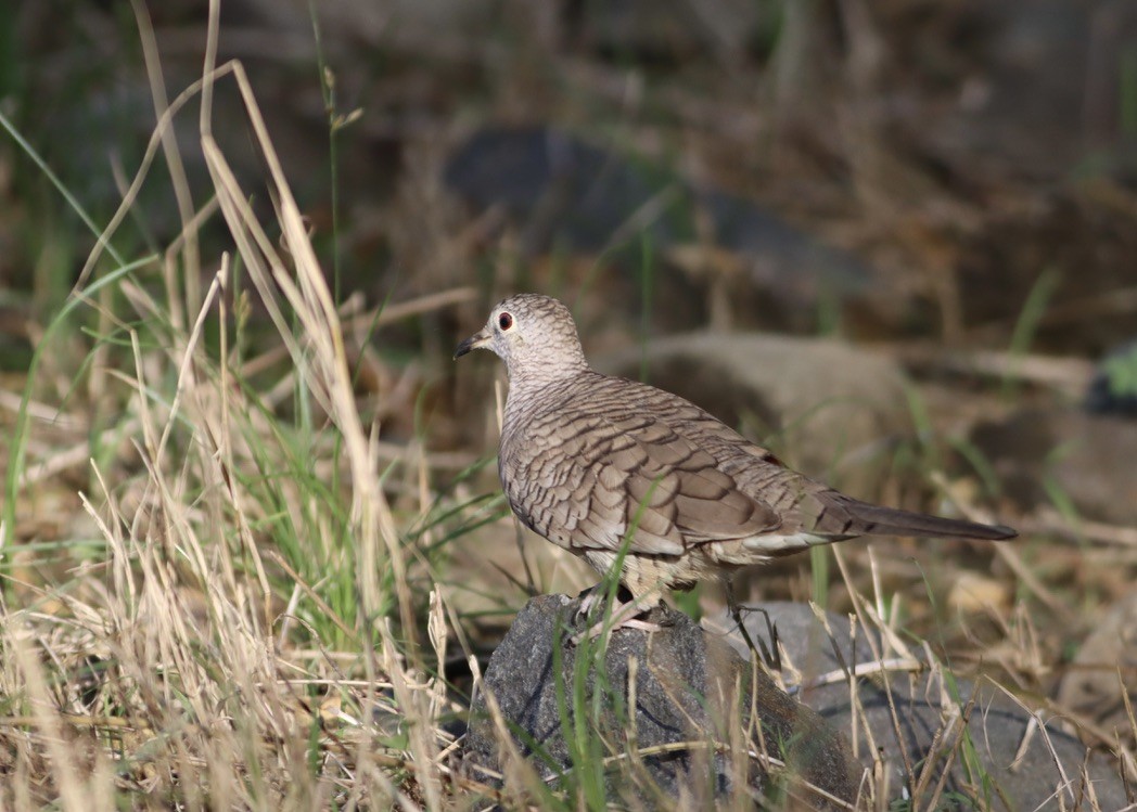 Inca Dove - ML646376071