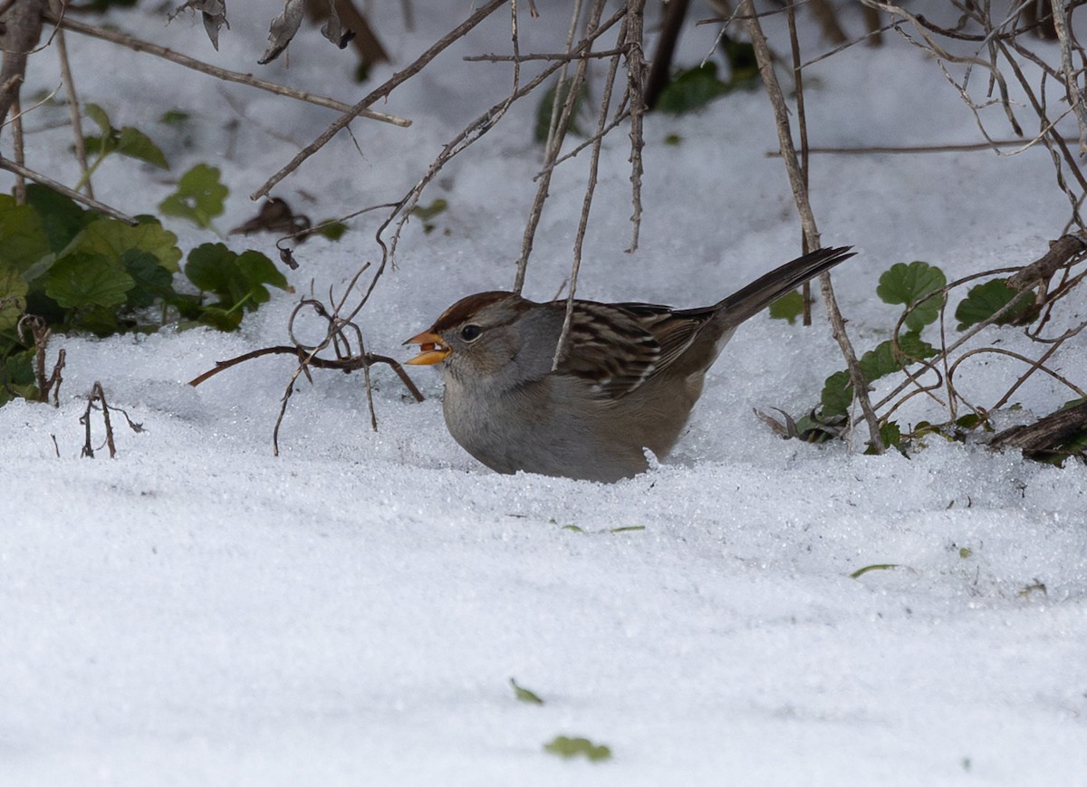 Chingolo Coroniblanco (gambelii) - ML646376072