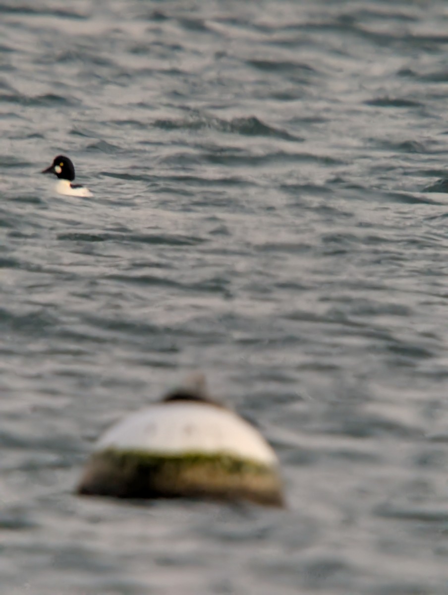 Common Goldeneye - ML646376073
