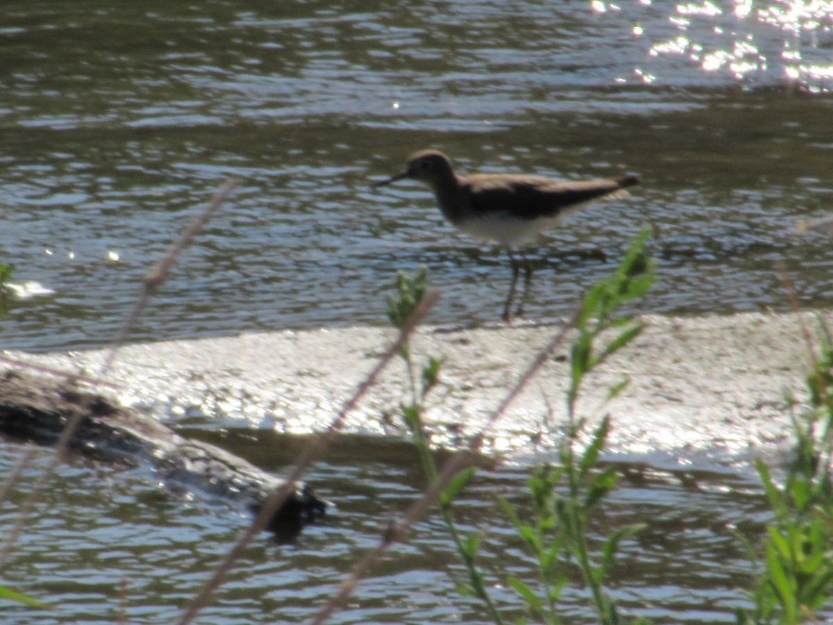 Solitary Sandpiper - ML646376074