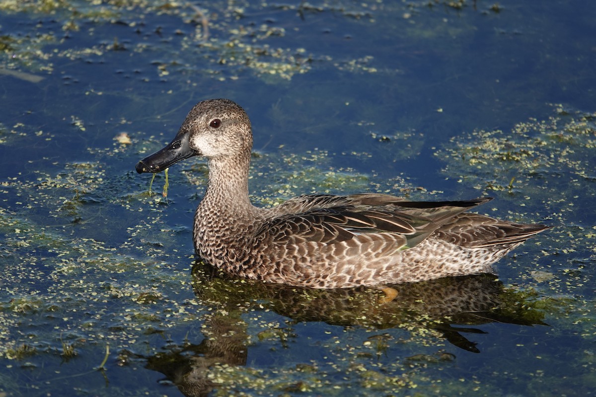 Blue-winged Teal - ML646376075