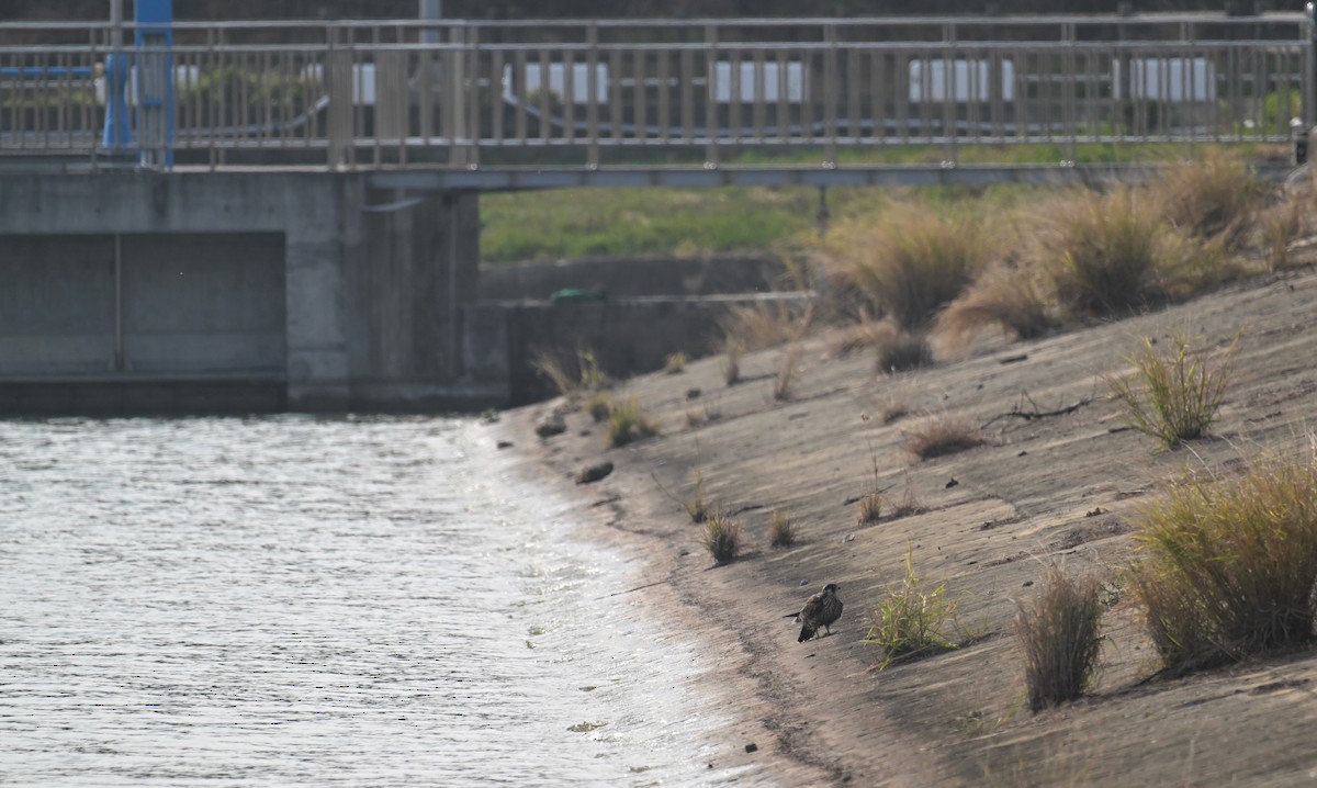 Peregrine Falcon - ML646376076