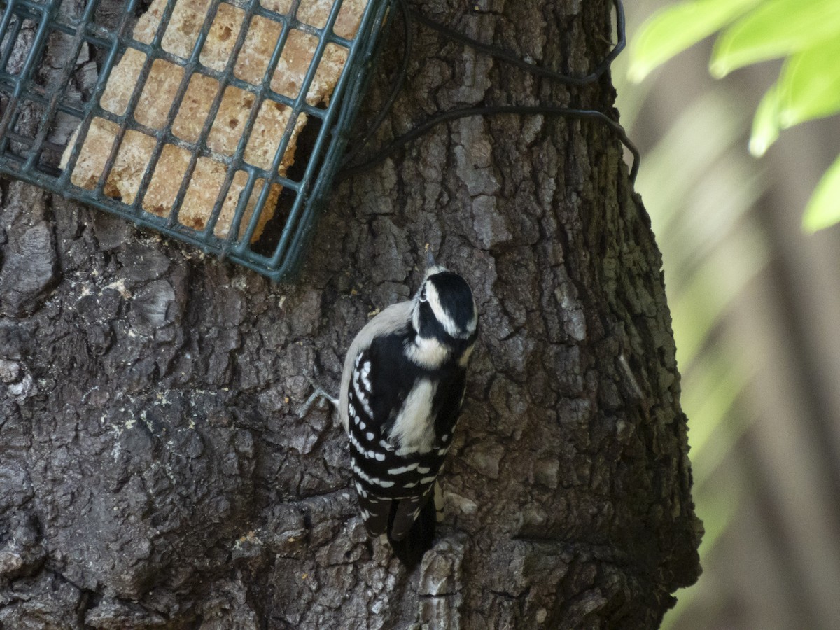 Downy Woodpecker - ML646376077