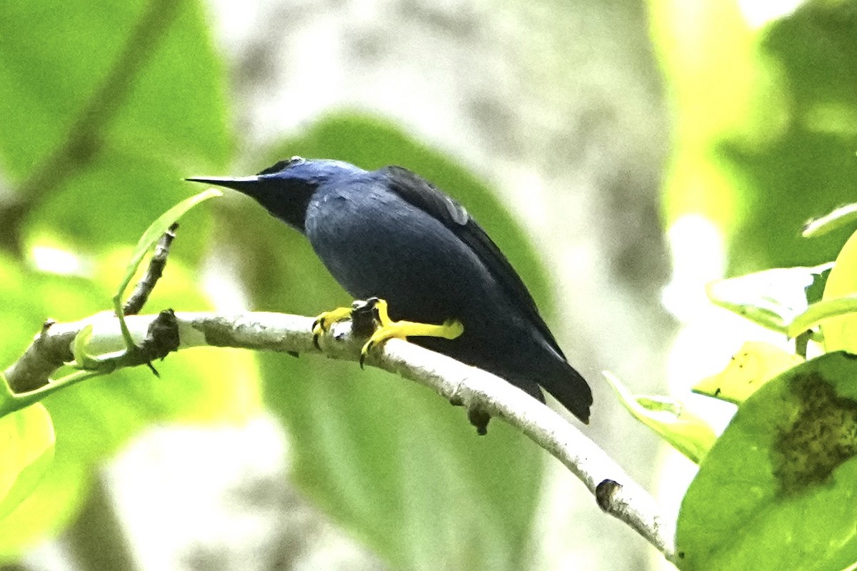 Purple Honeycreeper - ML646376081