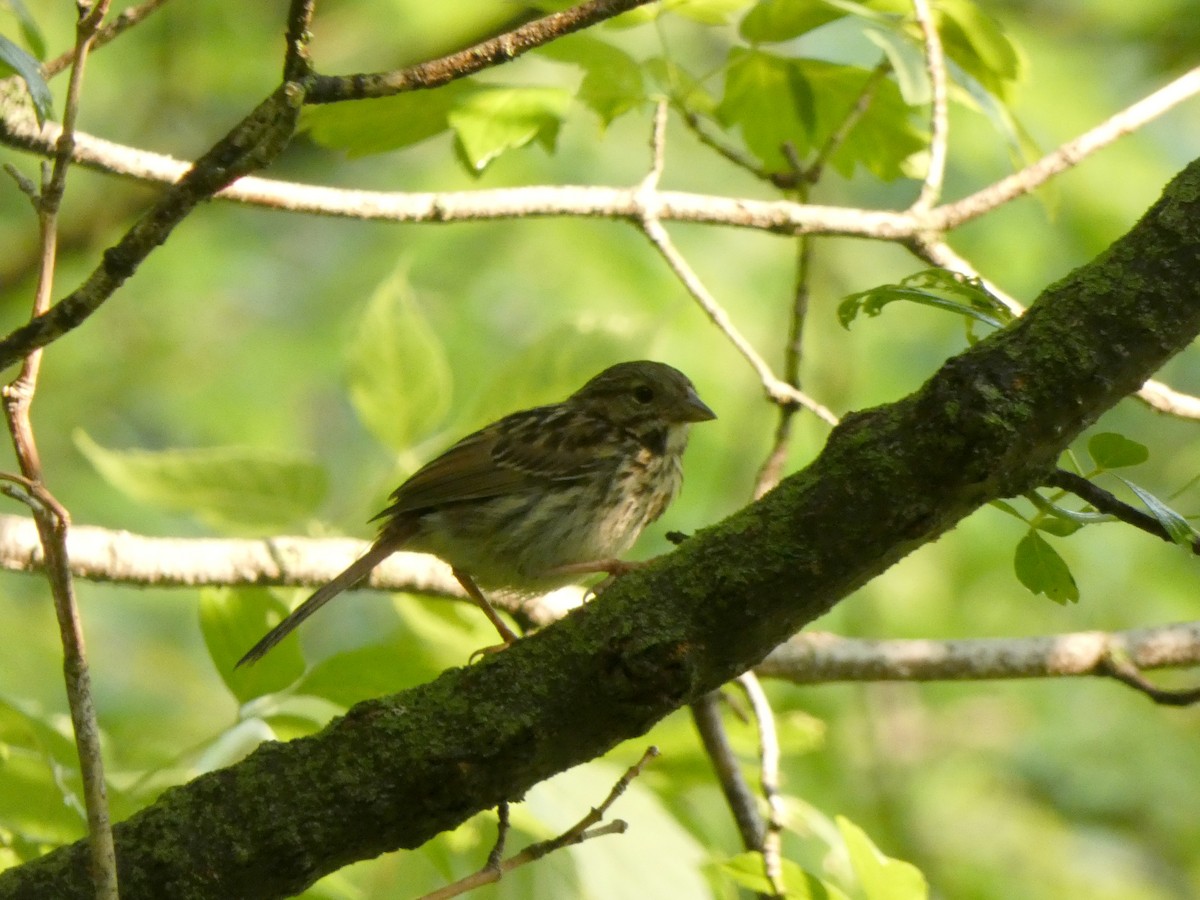 Song Sparrow - ML646376086