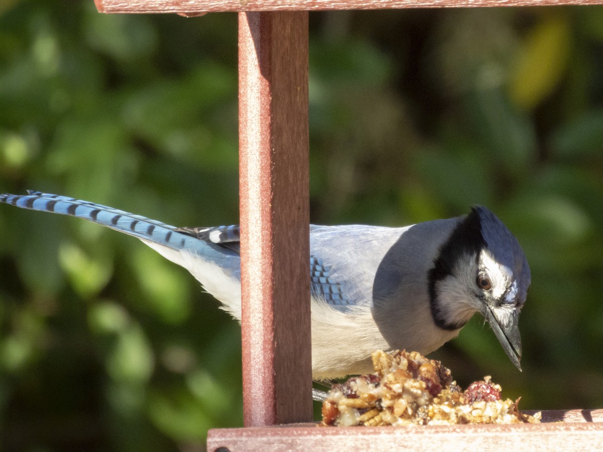 Blue Jay - ML646376087