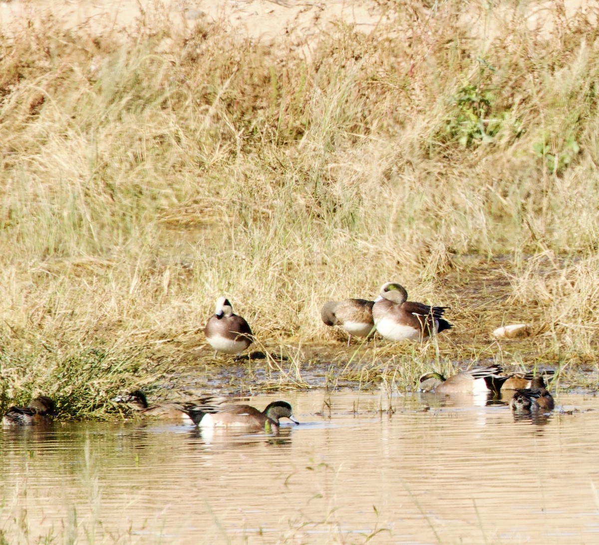 American Wigeon - ML646376088