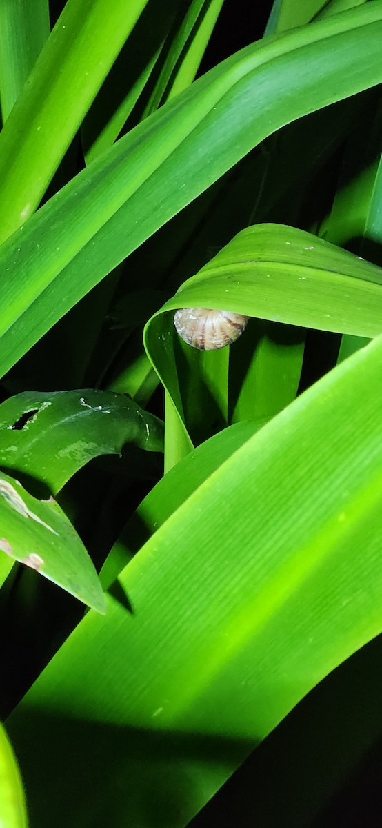 Animals - ML646376090