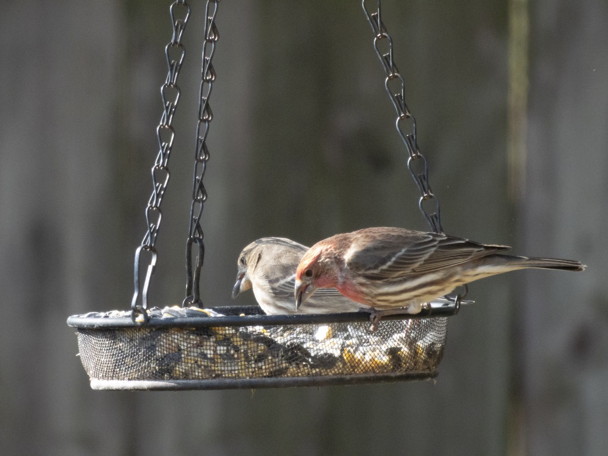 House Finch - ML646376095