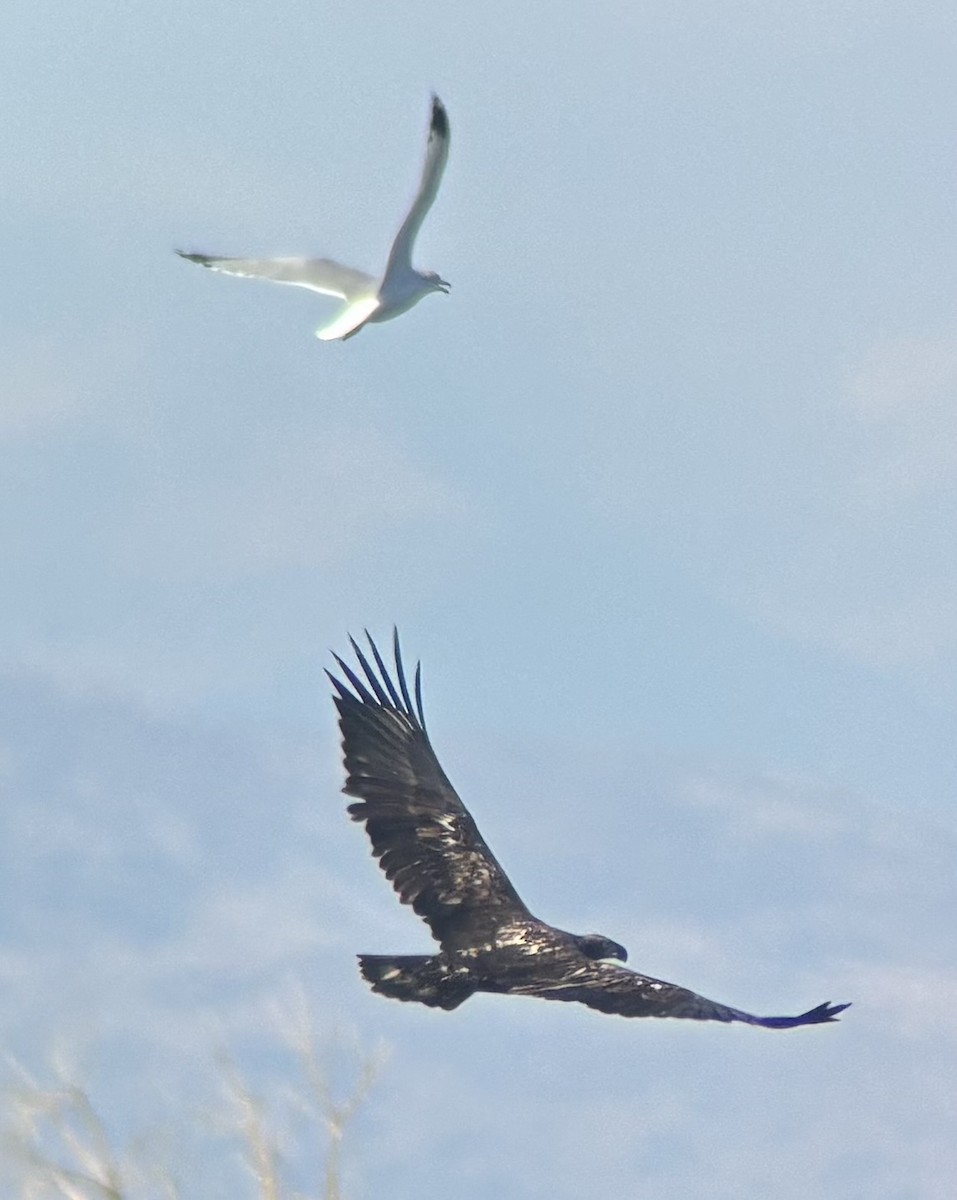 Bald Eagle - ML646376096