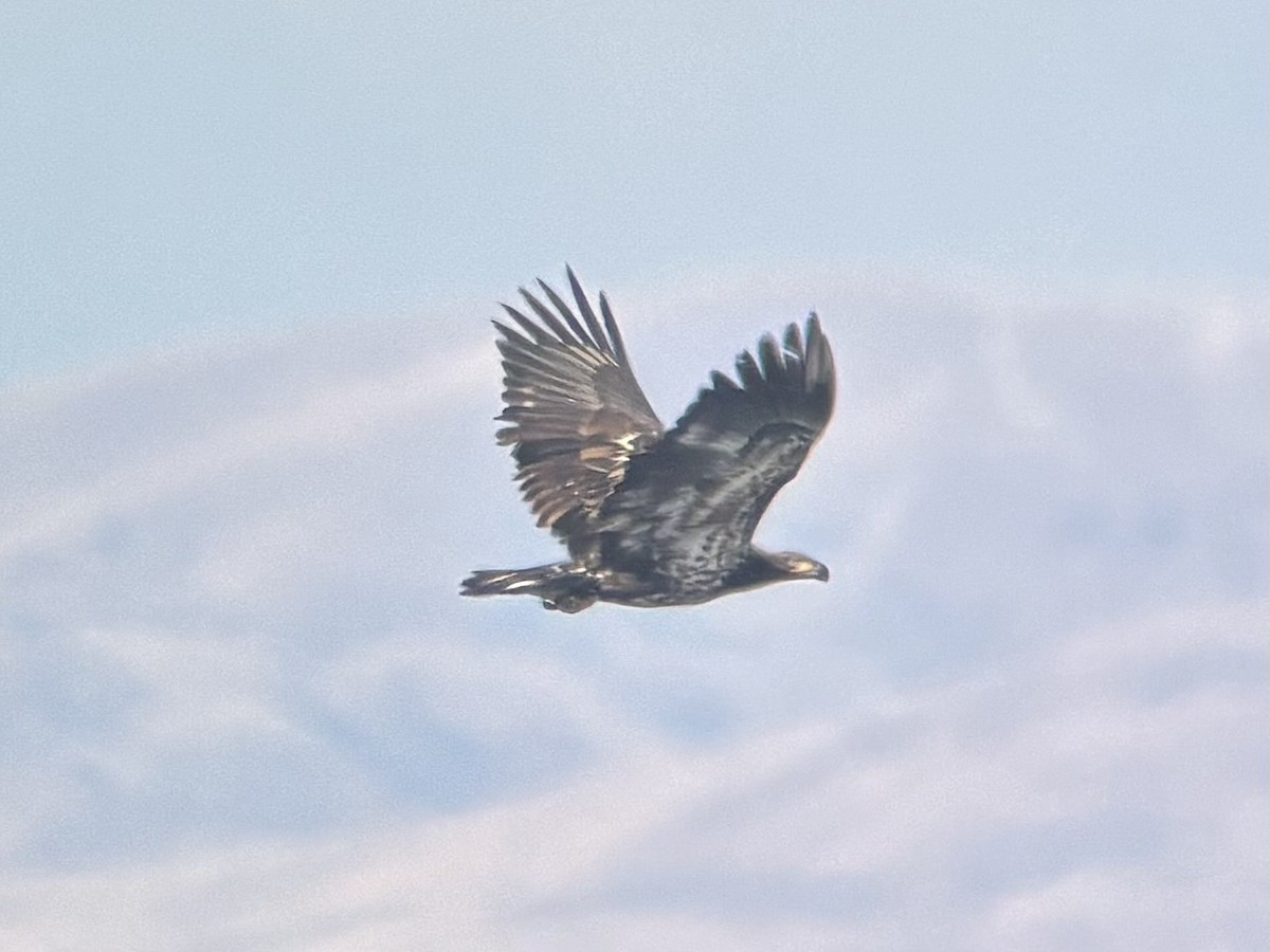 Bald Eagle - ML646376097