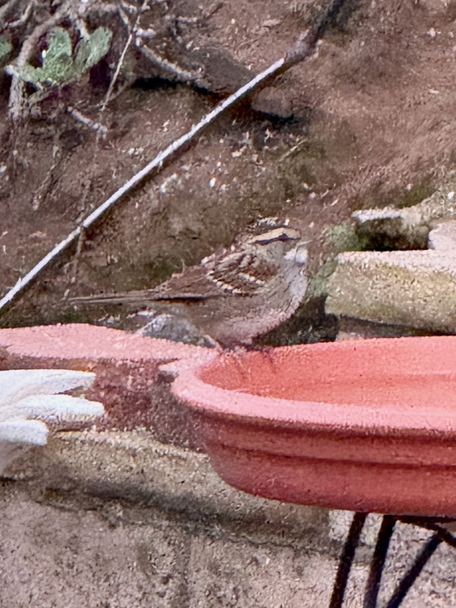 strnadec bělohrdlý - ML646376098