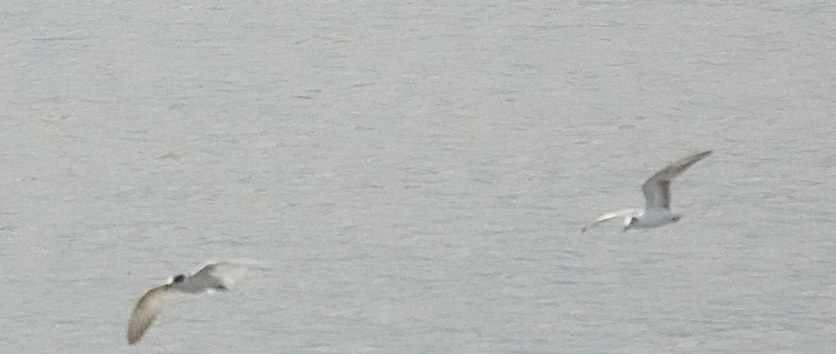 Whiskered Tern - ML646376099