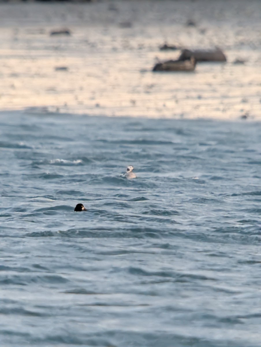 Common Goldeneye - ML646376101