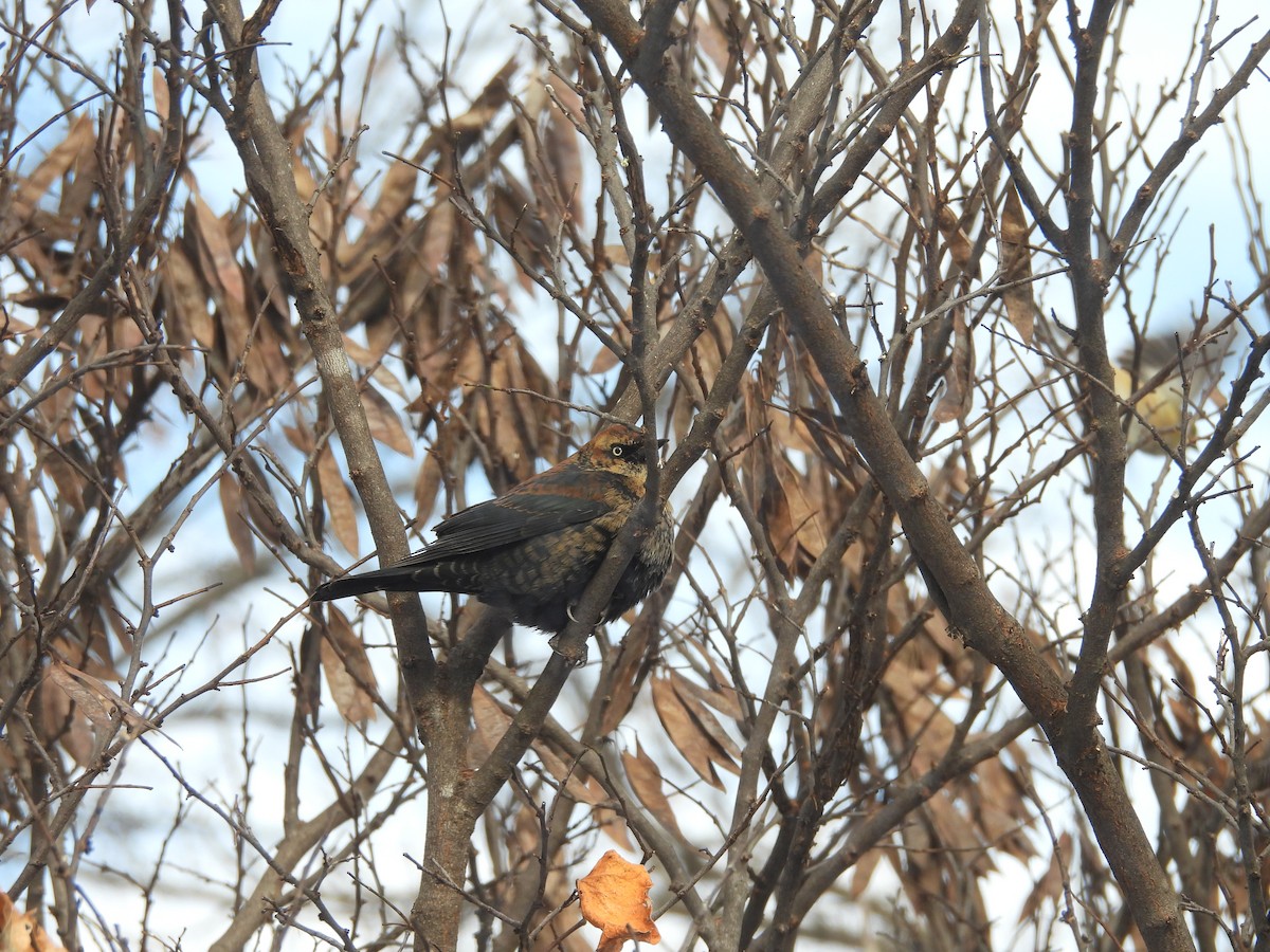 Rusty Blackbird - ML646376105