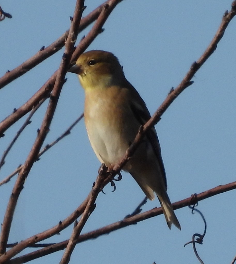 オウゴンヒワ - ML646376106