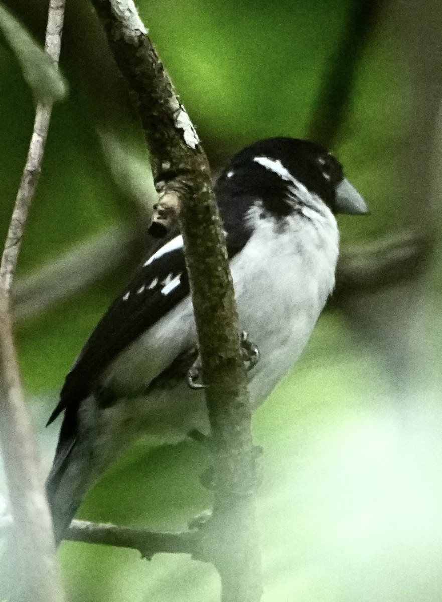 White-naped Seedeater - ML646376107