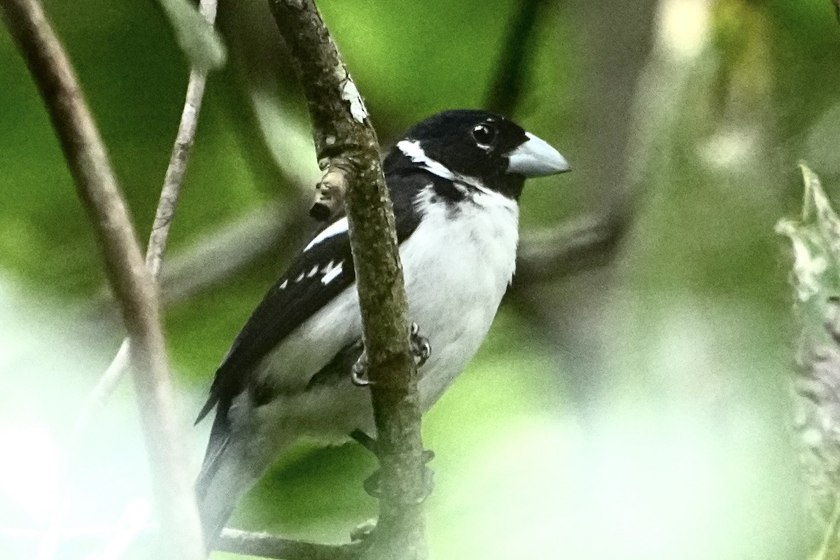 White-naped Seedeater - ML646376108