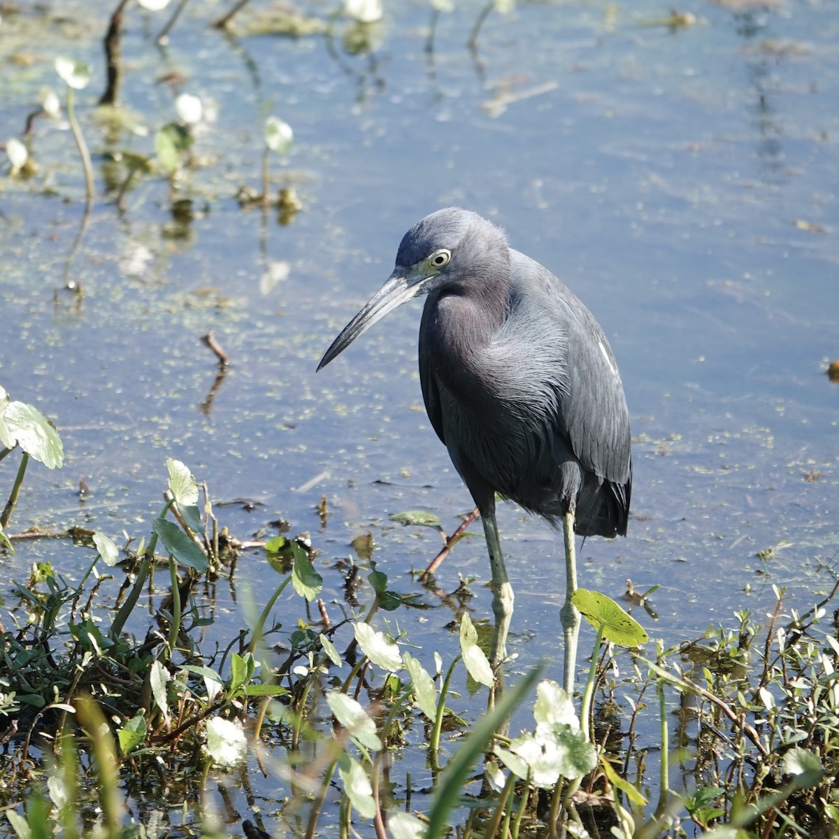 Little Blue Heron - ML646376109