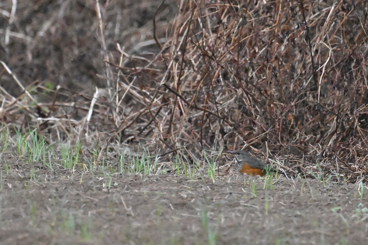 Gray-backed Thrush - ML646376110