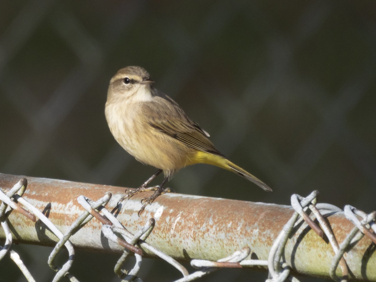 Palm Warbler - ML646376111