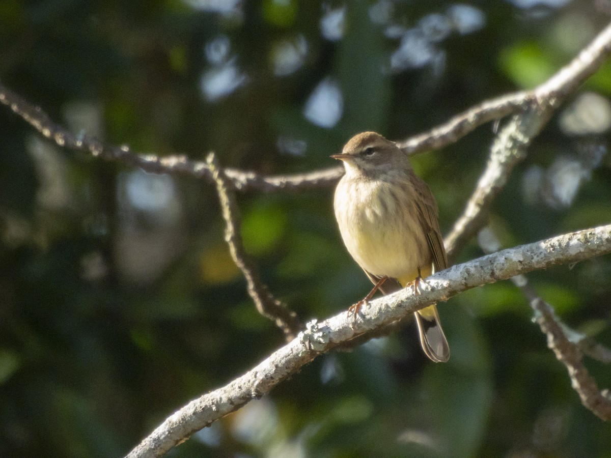 Palm Warbler - ML646376112