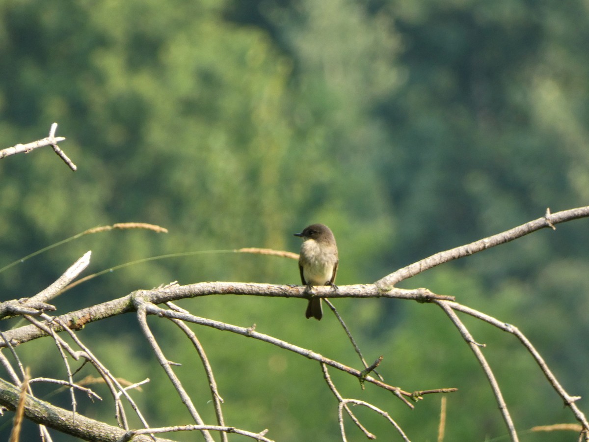 Eastern Phoebe - ML646376113
