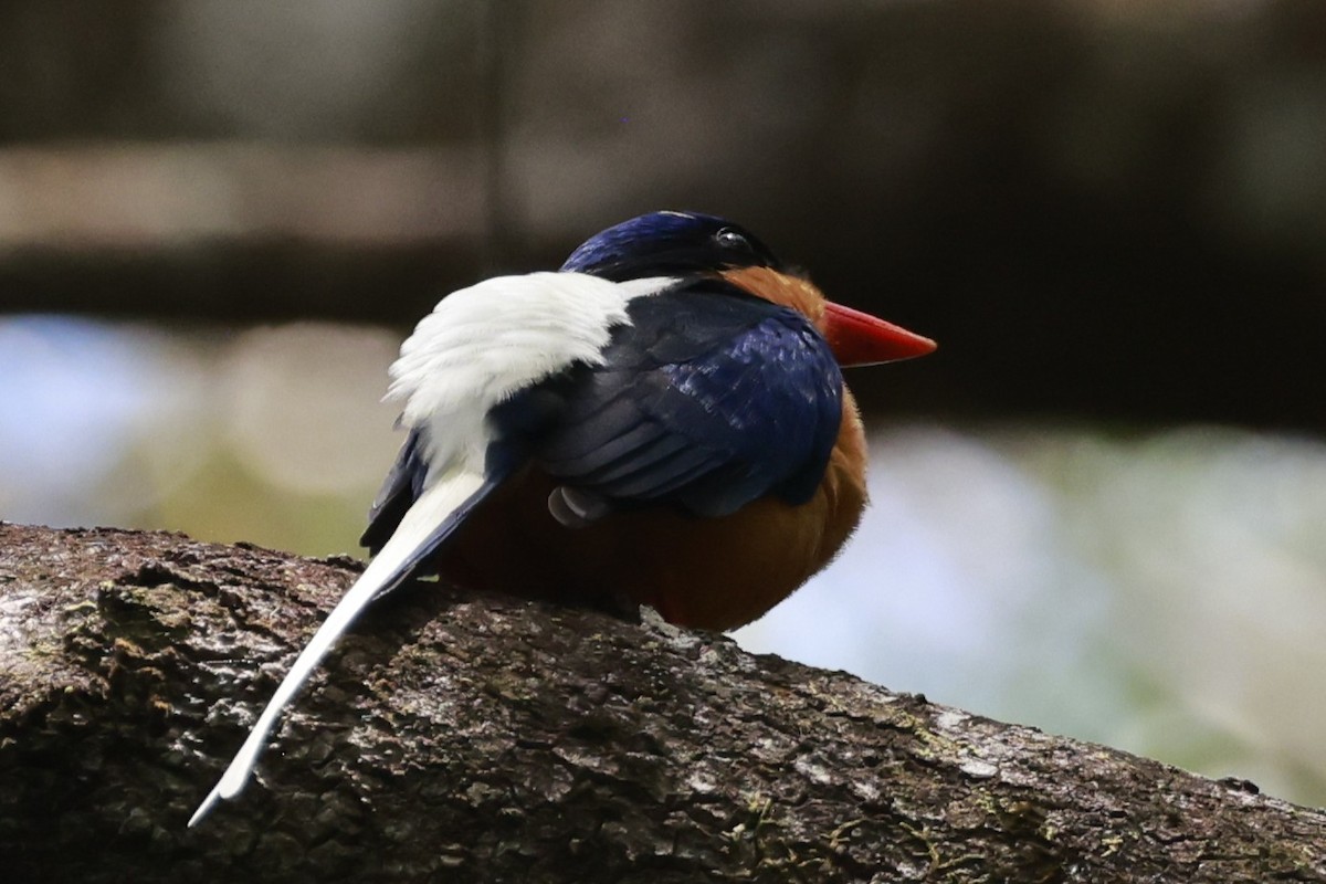 Buff-breasted Paradise-Kingfisher - ML646376114