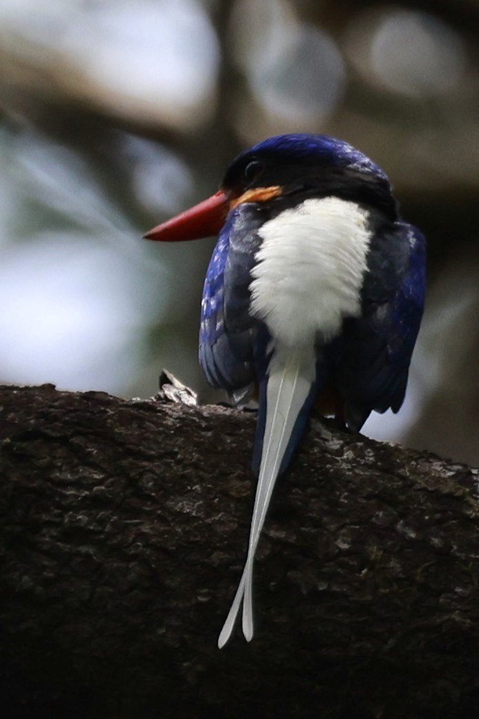 Buff-breasted Paradise-Kingfisher - ML646376115
