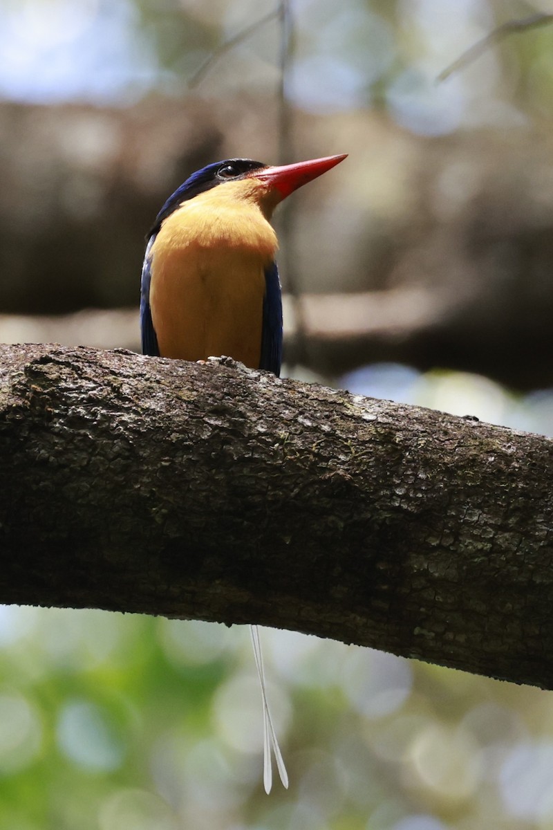 Buff-breasted Paradise-Kingfisher - ML646376116