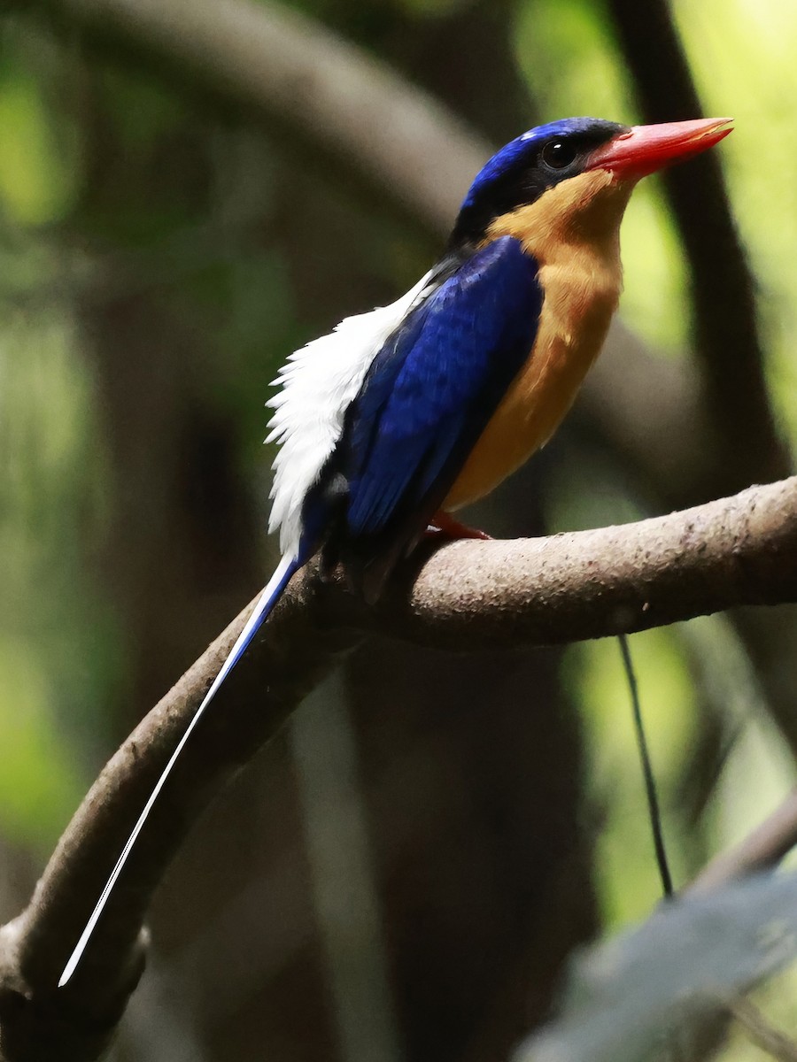Buff-breasted Paradise-Kingfisher - ML646376117