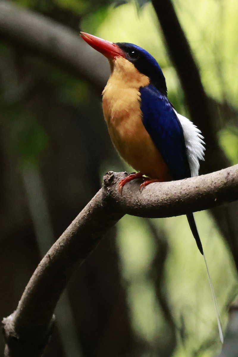 Buff-breasted Paradise-Kingfisher - ML646376118