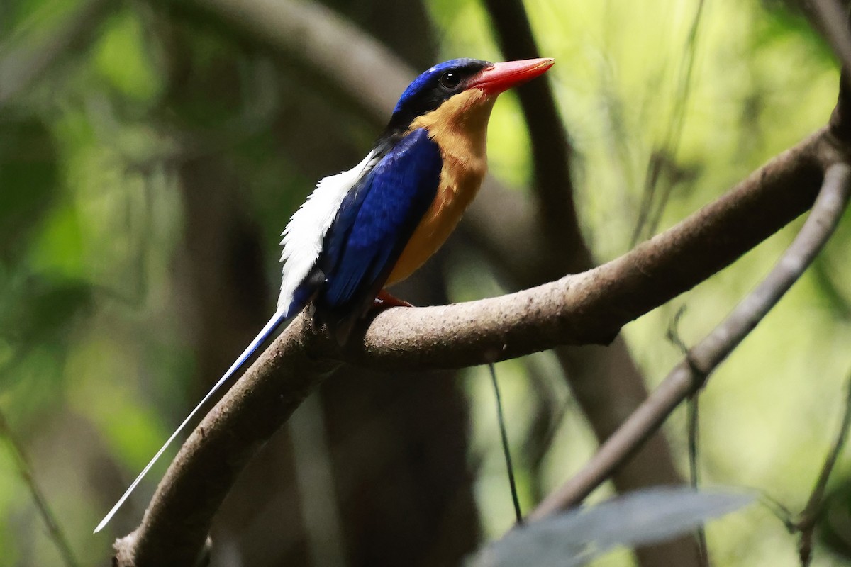 Buff-breasted Paradise-Kingfisher - ML646376119