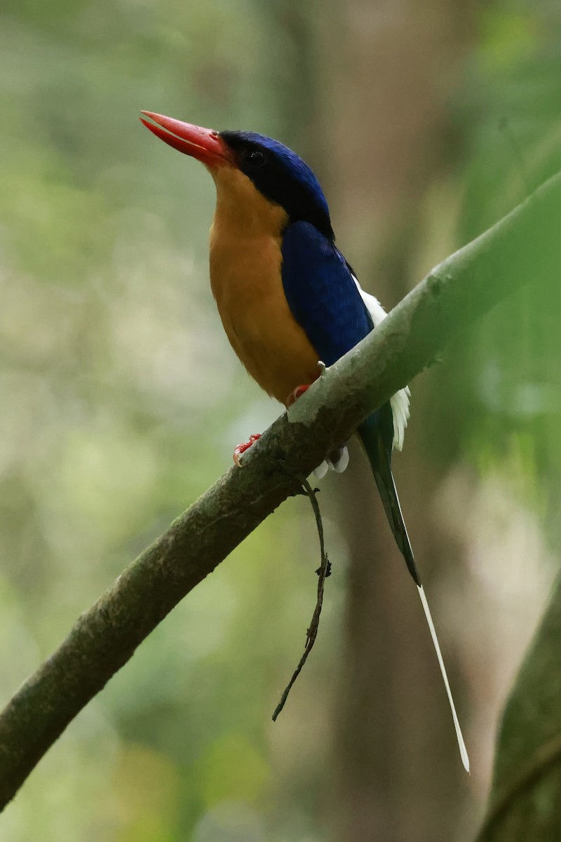 Buff-breasted Paradise-Kingfisher - ML646376120