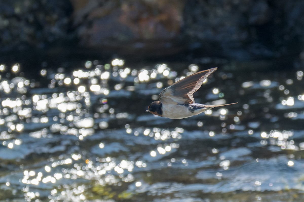 Ластівка сільська - ML646376121
