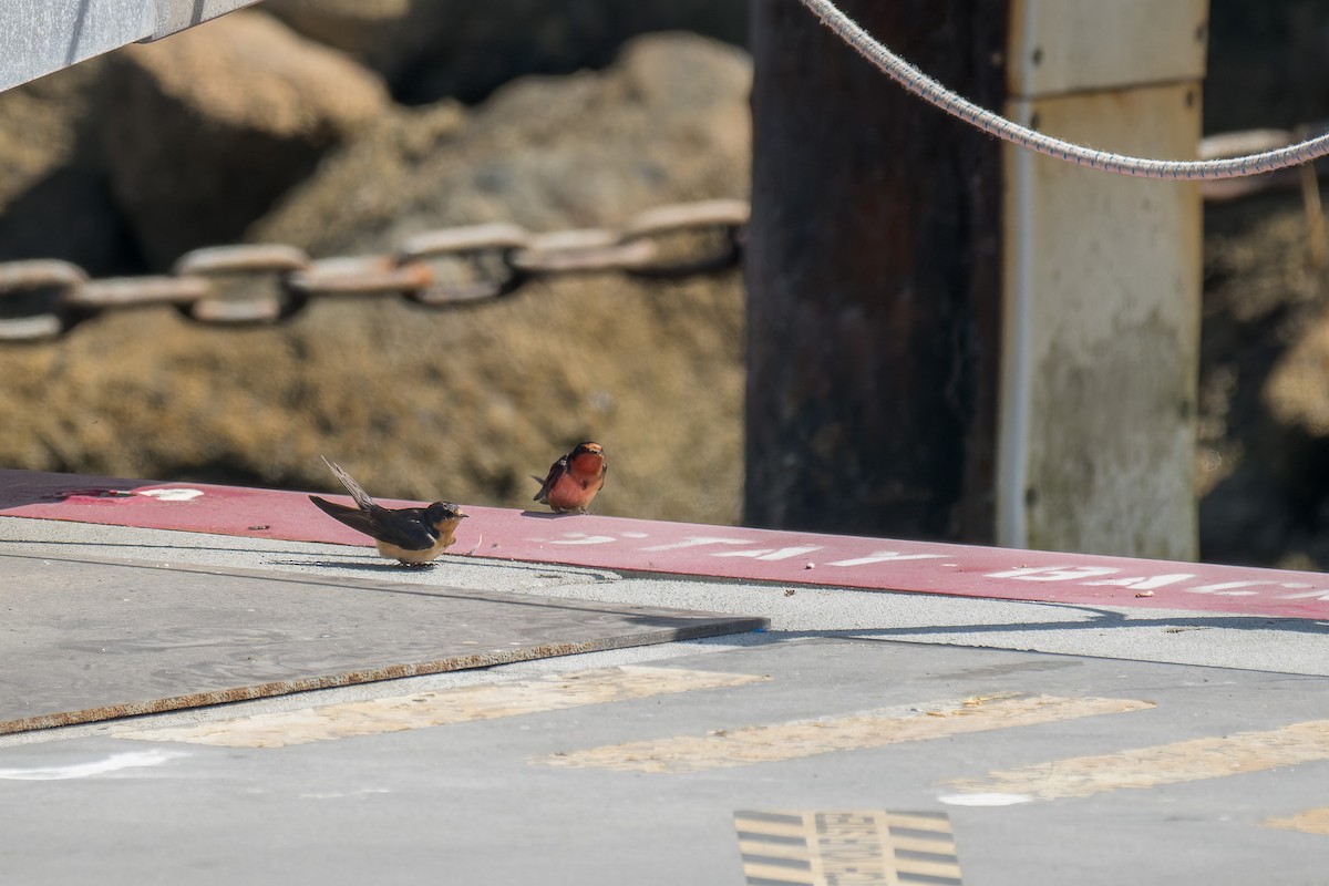 Ластівка сільська - ML646376122