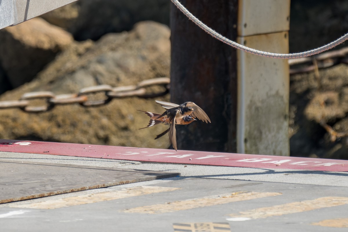 Ластівка сільська - ML646376123