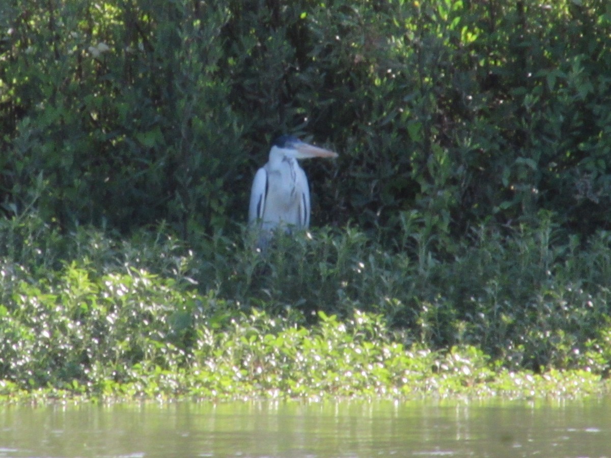 Cocoi Heron - ML646376124