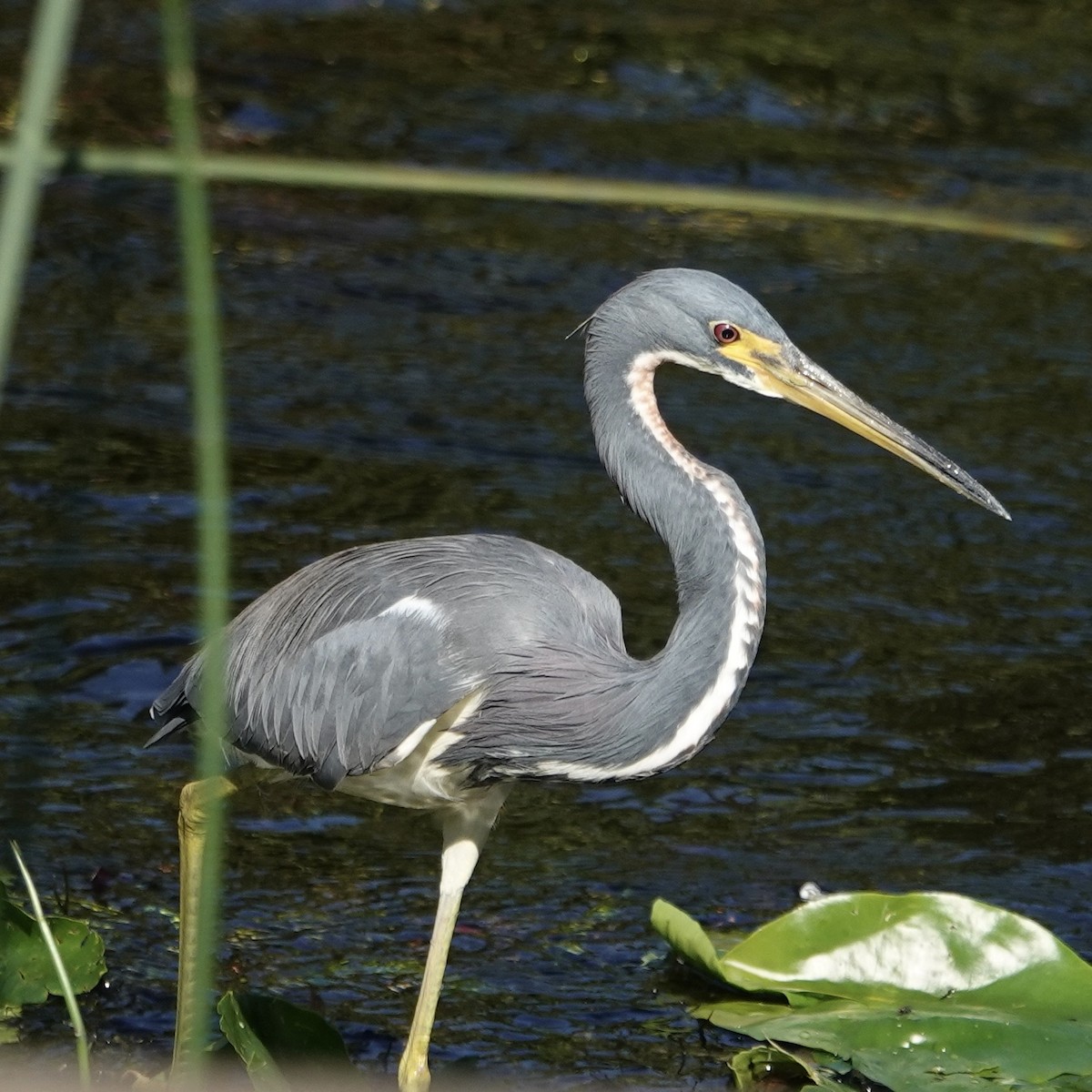 Tricolored Heron - ML646376126