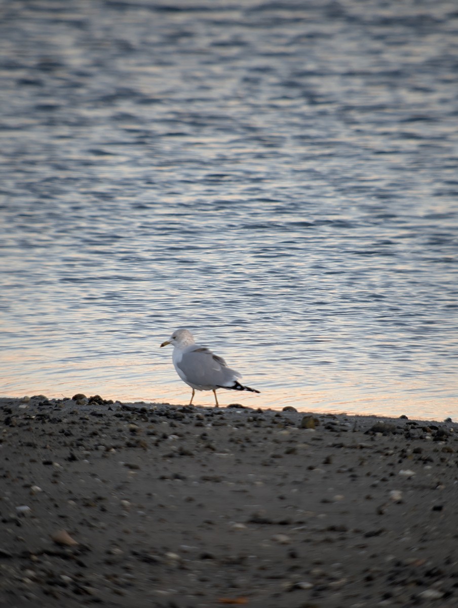 Ring-billed Gull - ML646376131
