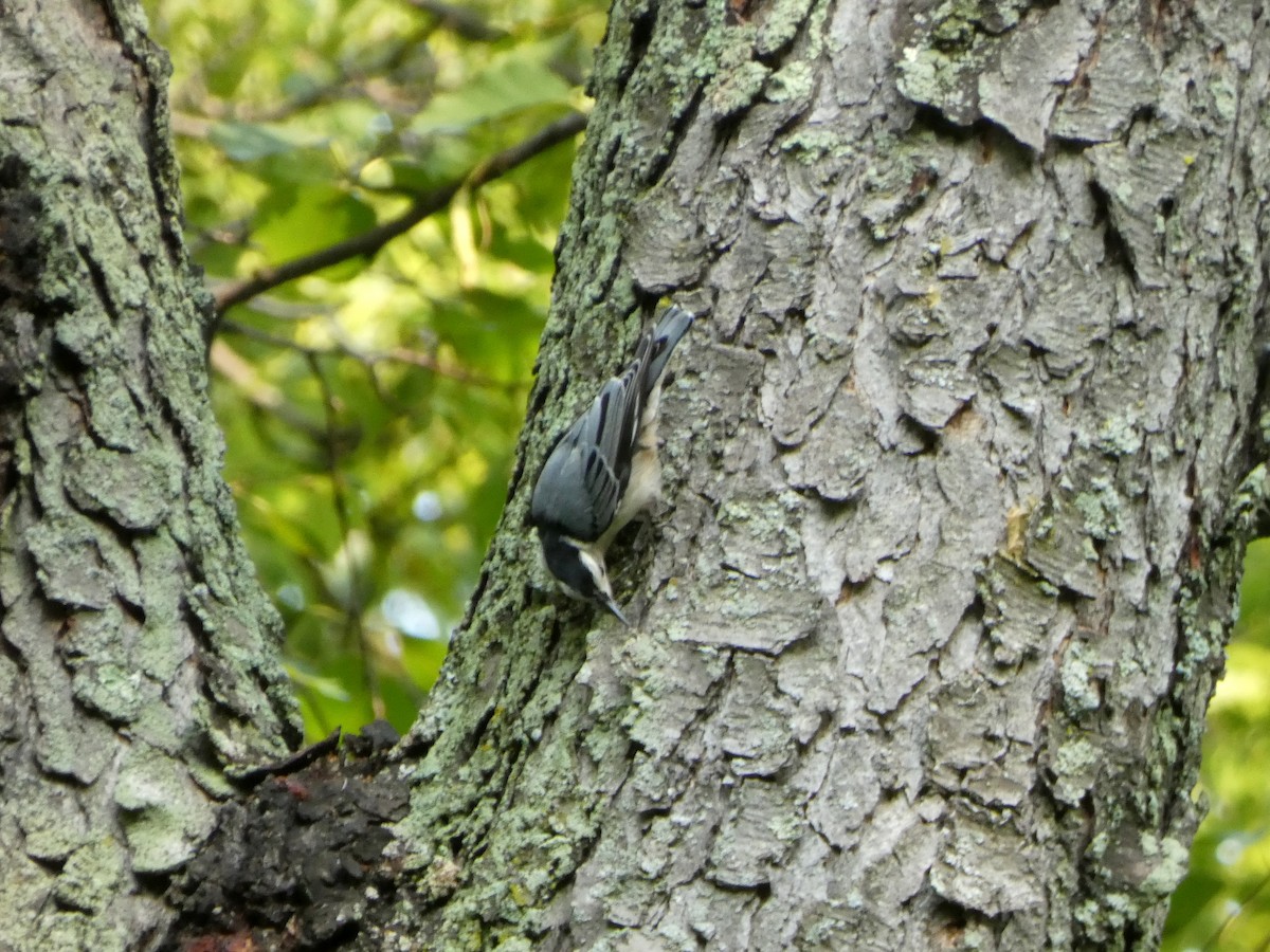 Sittelle à poitrine blanche (carolinensis) - ML646376134